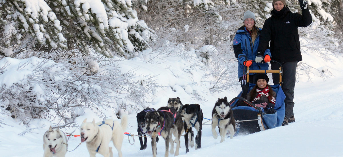 Dog sledding team and guide near Canmore / Banff