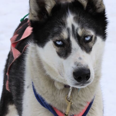 Apollo