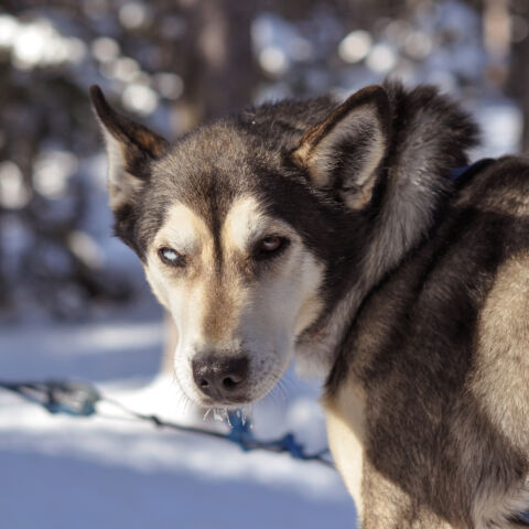 Loki