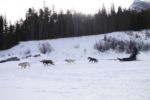 Howling Dog Tours Sleddog Tours In The Canadian Rockies 14