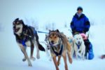 Howling Dog Tours Sleddog Tours In The Canadian Rockies 15
