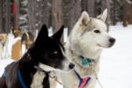 Howling Dog Tours Sleddog Tours In The Canadian Rockies 3