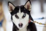 Howling Dog Tours Sleddog Tours In The Canadian Rockies 6