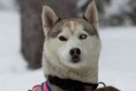 Howling Dog Tours Sleddog Tours In The Canadian Rockies 7