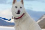 Howling Dog Tours Sleddog Tours In The Canadian Rockies 8