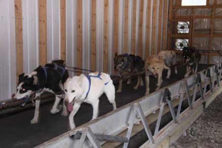 Howling Dog Sleddog Summer Training 1 0