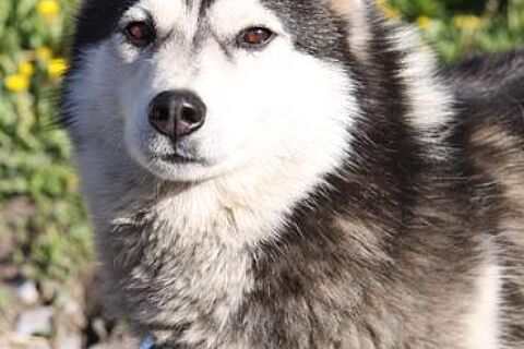 Haughty Sled Dog