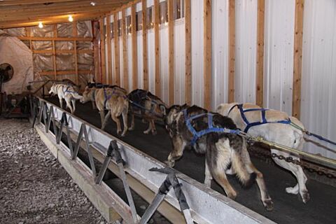 Howling Dog Sleddog Summer Training 2 0