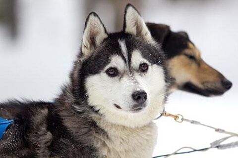 Howling Dog Tours Sleddog Tours In The Canadian Rockies 1