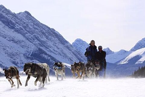 Howling Dog Tours Sleddog Tours In The Canadian Rockies 12