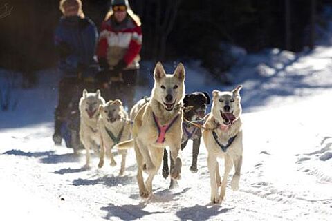 Howling Dog Tours Sleddog Tours In The Canadian Rockies 13