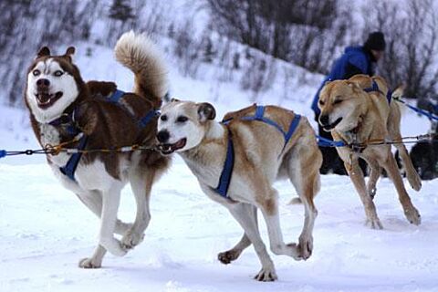 Howling Dog Tours Sleddog Tours In The Canadian Rockies 2