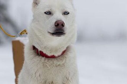 Howling Dog Tours Sleddog Tours In The Canadian Rockies 4