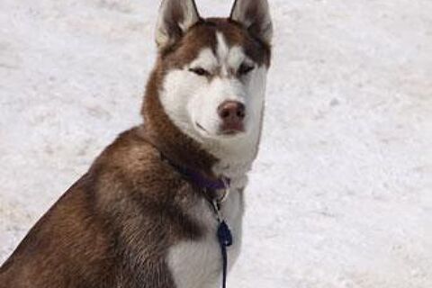 Howling Dog Tours Sleddog Tours In The Canadian Rockies 5