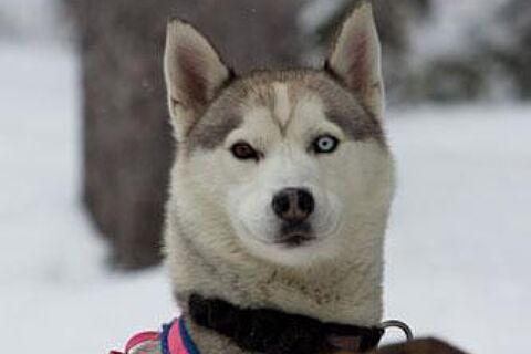 Howling Dog Tours Sleddog Tours In The Canadian Rockies 7
