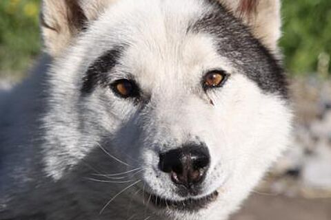 Kiss Me Sled Dog