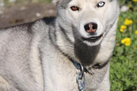 Say Cheese Sled Dog 0
