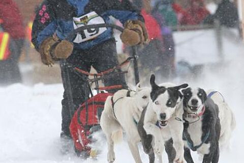 Sleddog 300Dpi