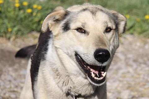 Smiling Sled Dog
