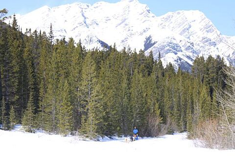 Spray Lakes Sled Dog Tour Canmore Alberta