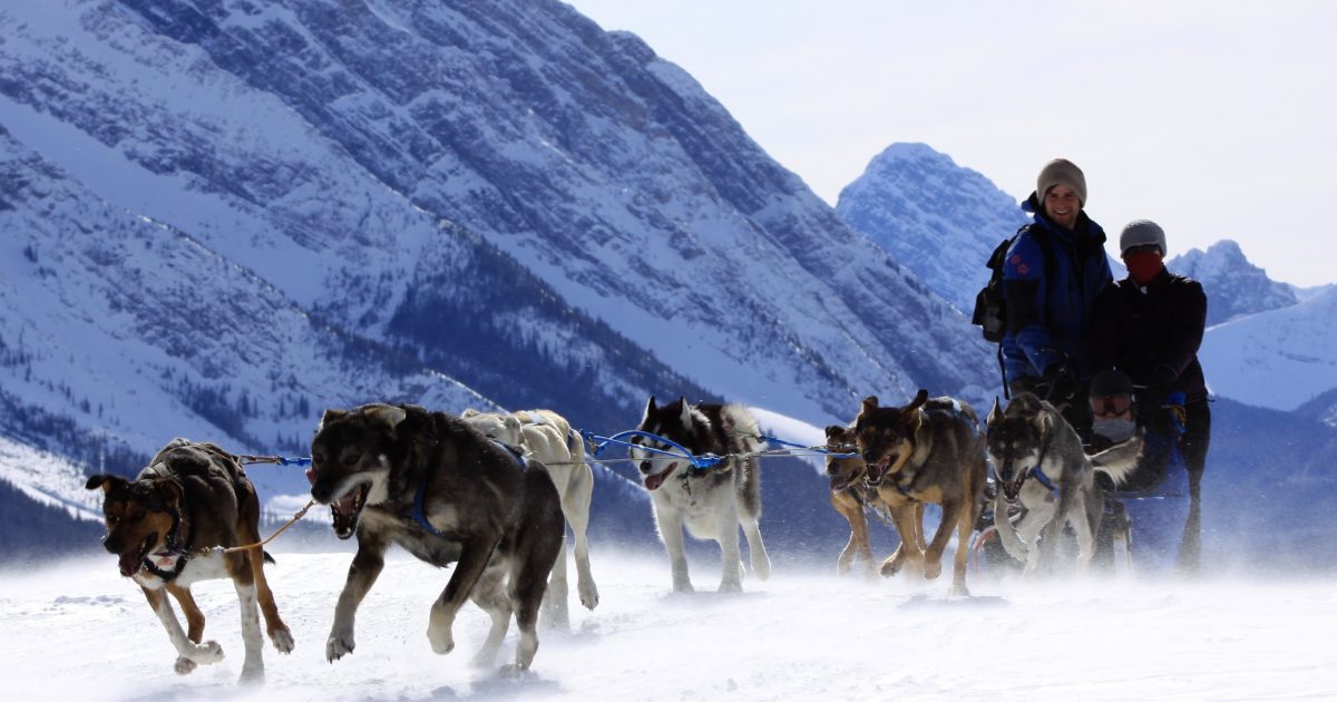 dog sled tours canmore