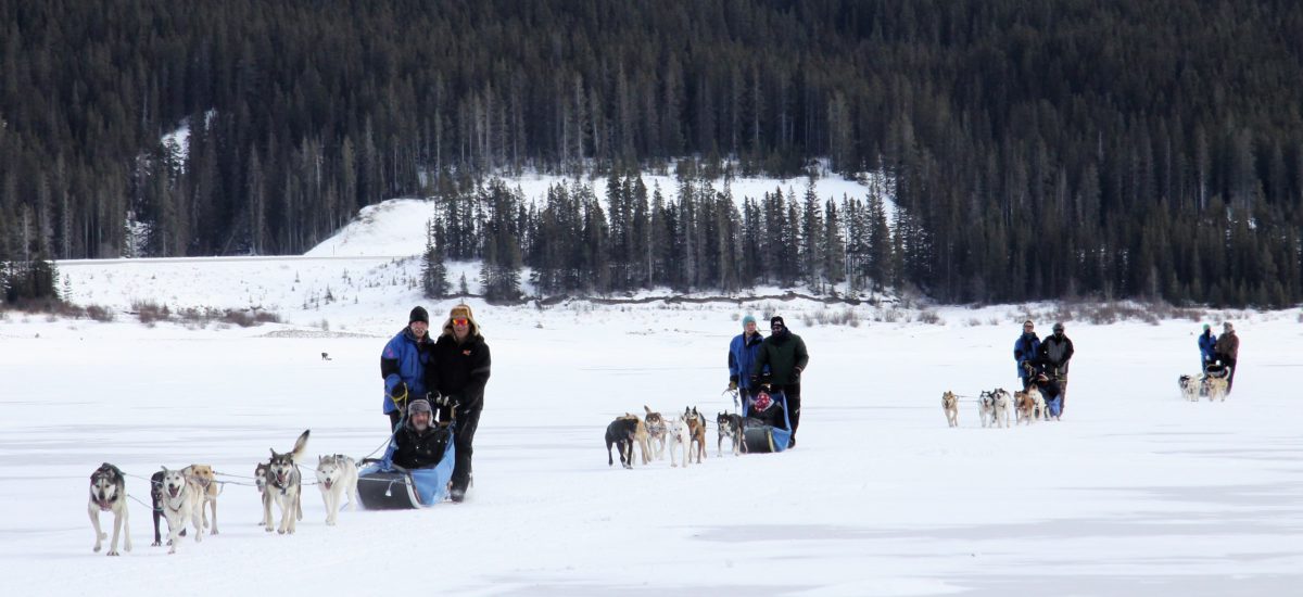 Canmore & Banff sled dog teams with Howling Dog Tours