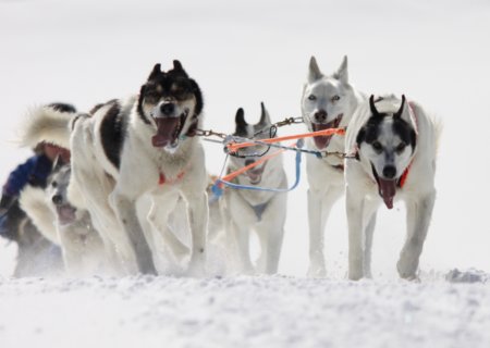 Dog Sledding Tour Photos: Dog Day Afternoon (January through March)