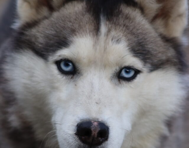 Dog Sledding Tour Photos: Unleash the Musher - Closed for the season