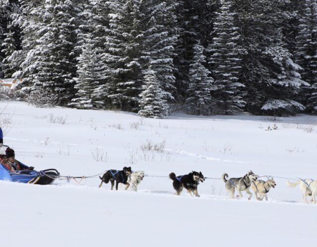 Dog Sledding Tour Photos: Dog Day Afternoon (January through March) - Closed for the season