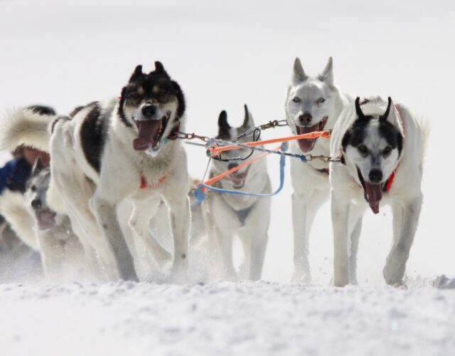 Dog Sledding Tour Photos: Dog Day Afternoon (January through March) - Closed for the season