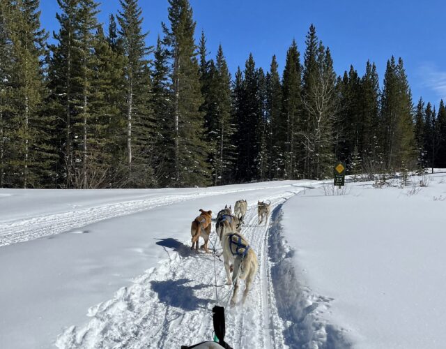 Dog Sledding Tour Photos: Unleash the Musher - Closed for the season